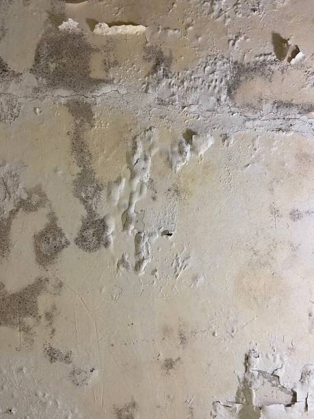 Office Mold Removal Services in Lathrup Village, MI