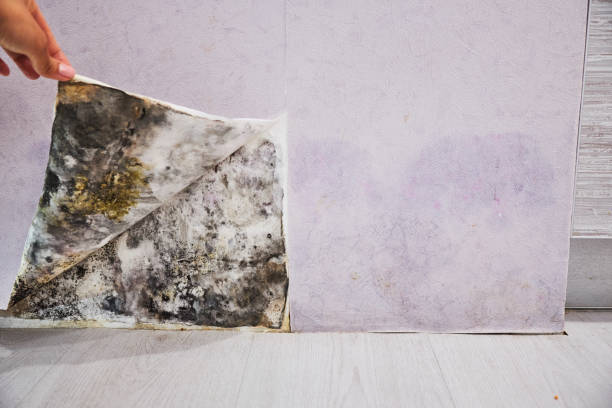 Best Certified Mold Removal  in Lathrup Village, MI